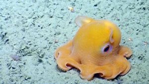Dumbo-octopus