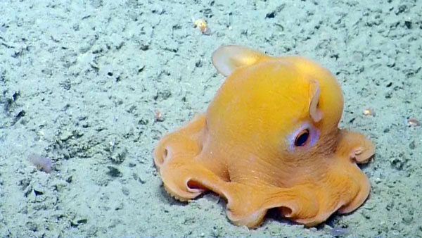 Dumbo-octopus