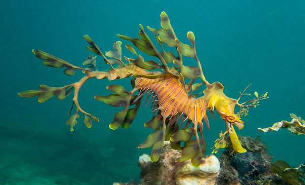 มังกรทะเลใบไม้ Leafy seadragon