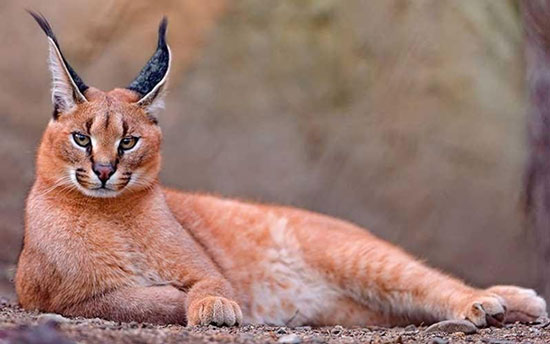 คาราคัล-Caracal