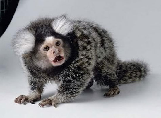 Common-Marmoset-ลิงมาโมเสท