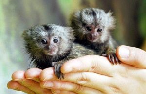 Common-Marmoset-ลิงมาโมเสท