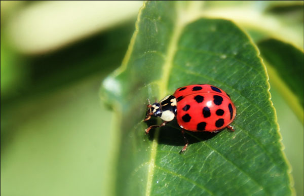 ด้วงเต่าลาย-(-Ladybird-beetles-,-Ladybugs-)