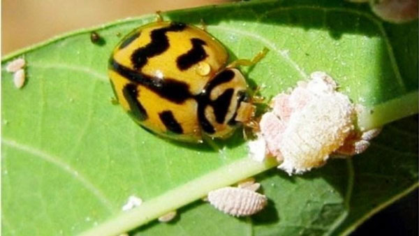 ด้วงเต่าลาย-(-Ladybird-beetles-,-Ladybugs-)