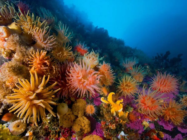 สัตว์จำพวกไนดาเรีย ปะการัง