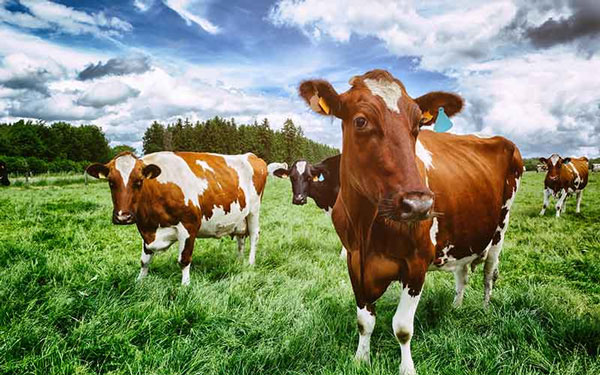 โคเนื้อ สัตว์เศรษฐกิจในประเทศไทย