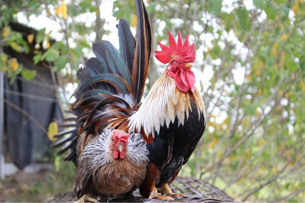 สัตว์เศรษฐกิจในประเทศไทย