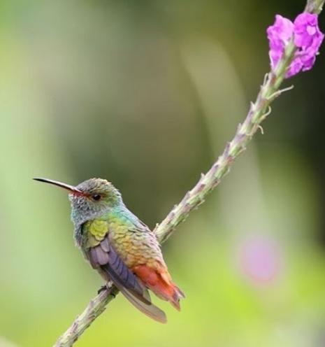 นกฮัมมิ่งเบิร์ด