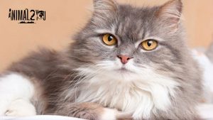 แมวเปอร์เซีย