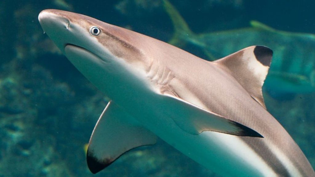 ปลาฉลาม