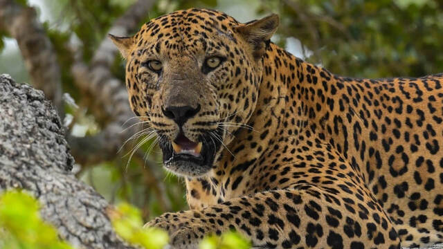 เสือราชันย์แห่งป่า