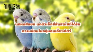 นกหงส์หยก