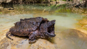 เต่าอัลลิเกเตอร์