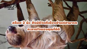 สล็อต 2 นิ้ว