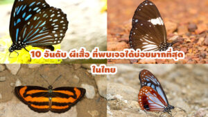 ผีเสื้อ