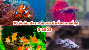 ปลา สวยงาม