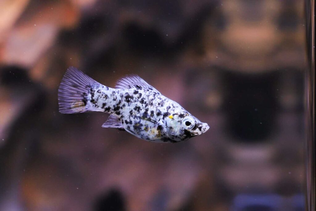 Balloon fish and tiger fish