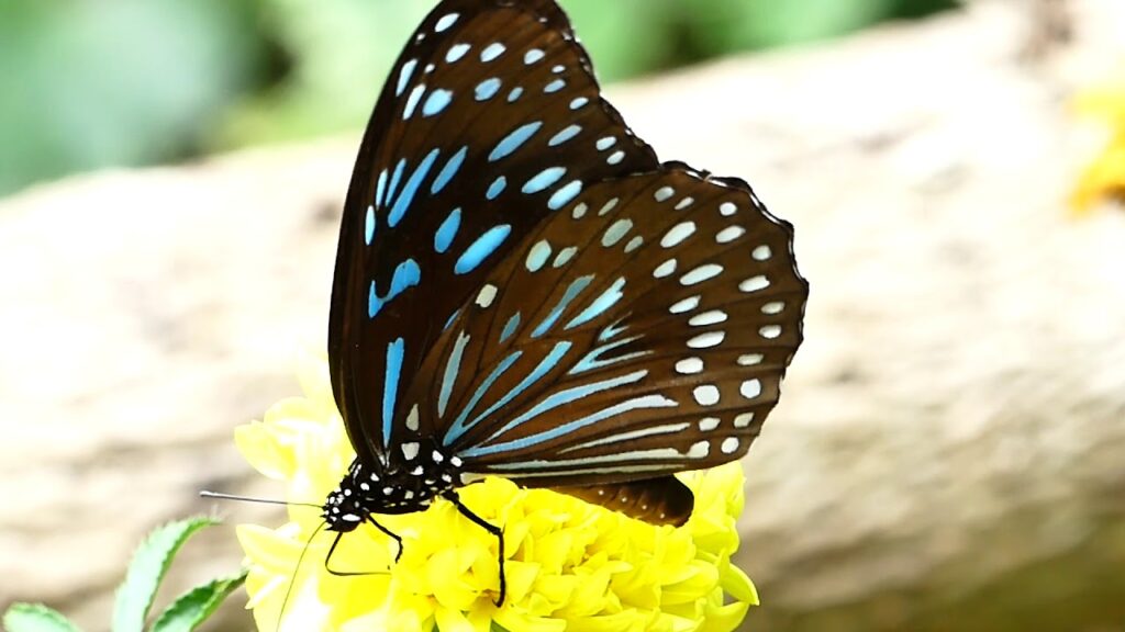 Big blue love leaf caterpillar