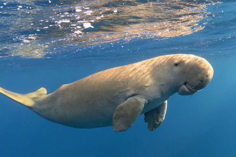 DUGONG
