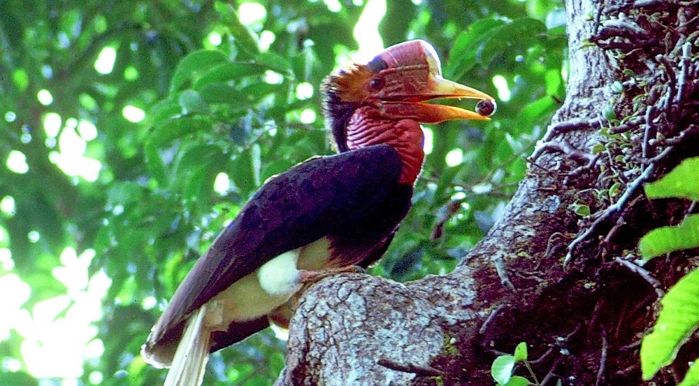 HELMETED HORNBILL