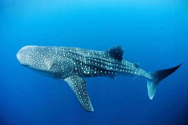 WHALE SHARK