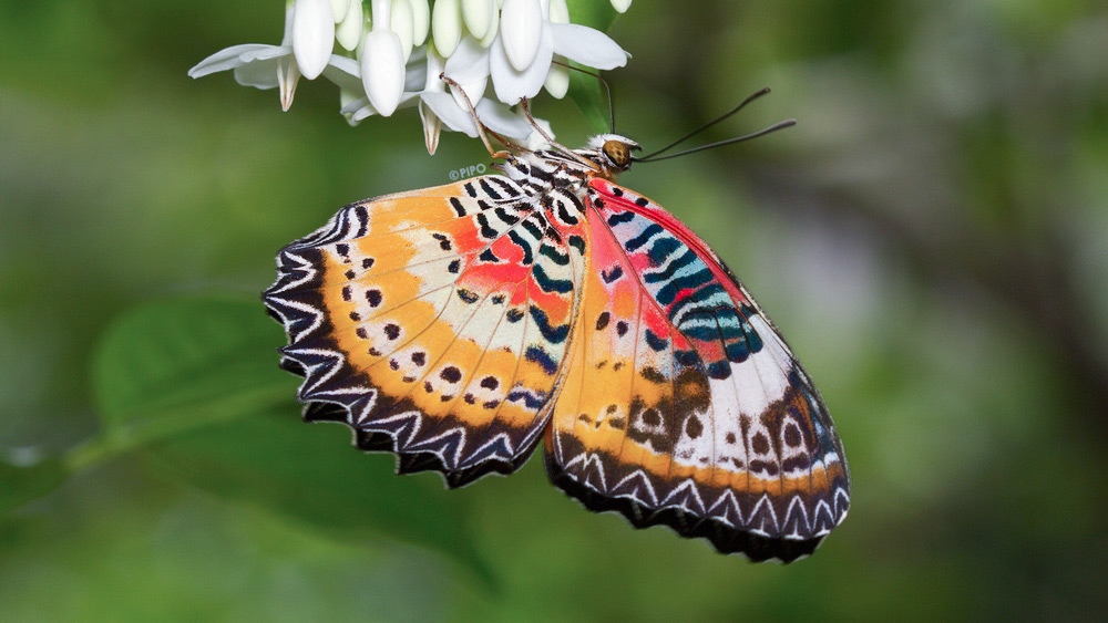 common rattlesnake butterfly