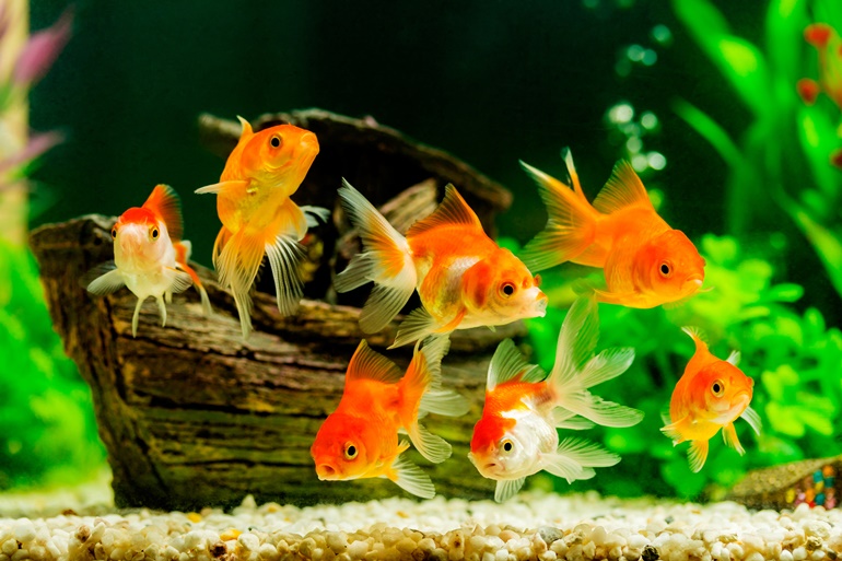 feed goldfish