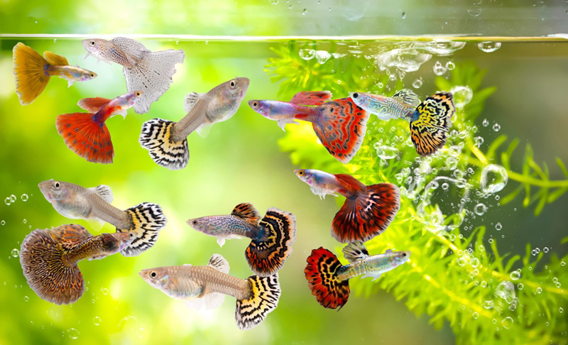 guppy