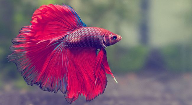 raising betta fish