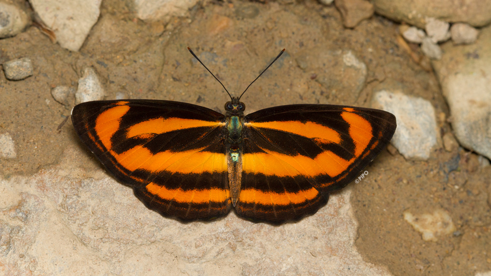 sailor group butterfly