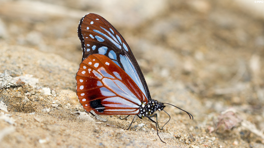 tassel front leg butterfly