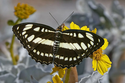 three broken baton sergeant butterfly