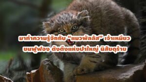 แมวพัลลัส