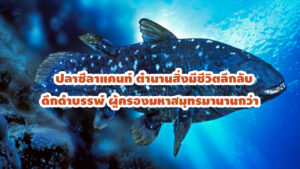 ปลาซีลาแคนท์