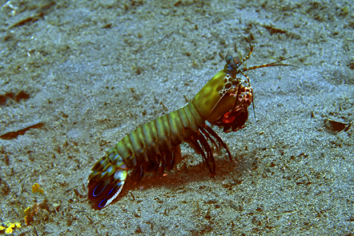 Sea locust crayfish