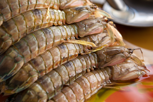 Sea locust crayfish2