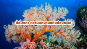 กัลปังหา