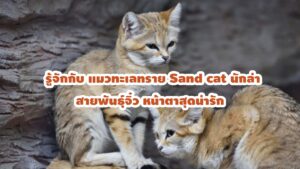 แมวทะเลทราย