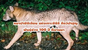 หมาป่าซิซิเลียน