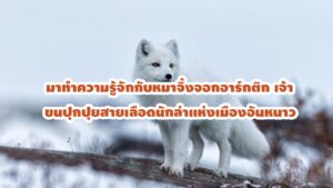 หมาจิ้งจอกอาร์กติก