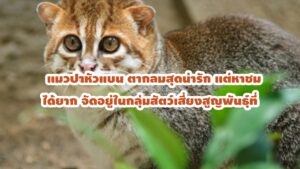 แมวป่าหัวแบน