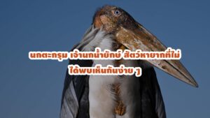 นกตะกรุม