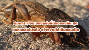 แมงกระชอน