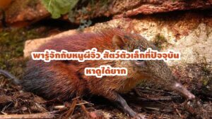 หนูผีจิ๋ว