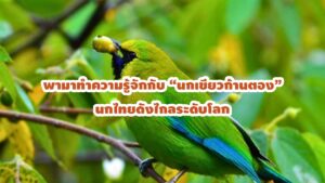 นกเขียวก้านตอง