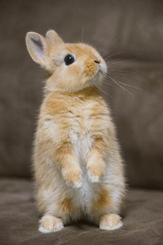 กระต่าย