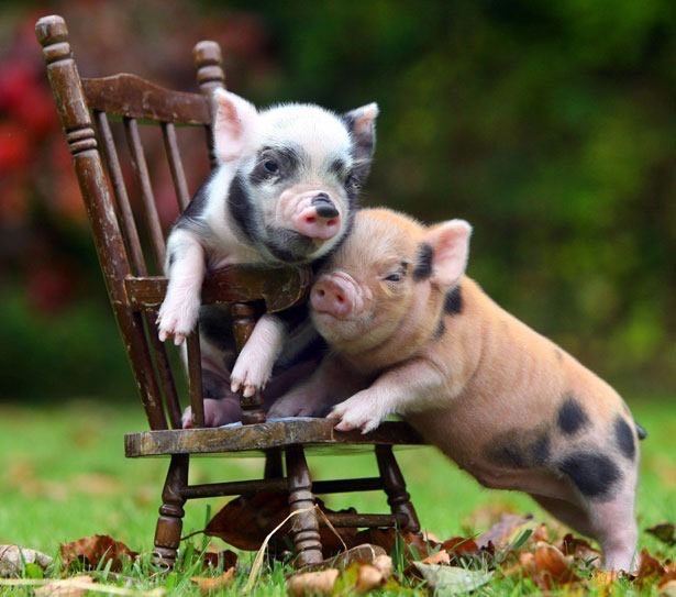 ความรับผิดชอบในการเลี้ยงหมูแคระ