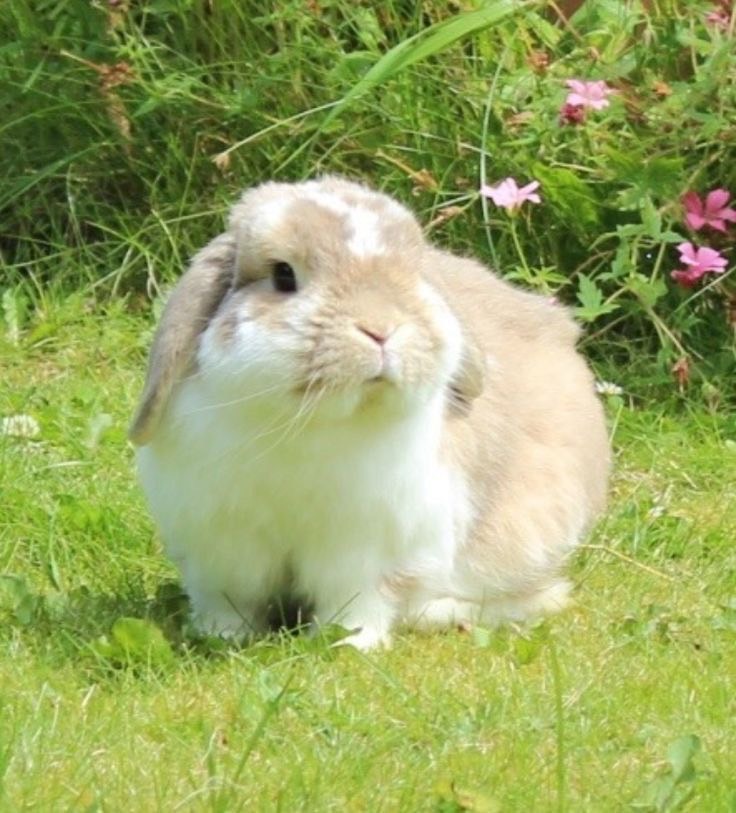 ค่าใช้จ่ายในการเลี้ยง กระต่าย