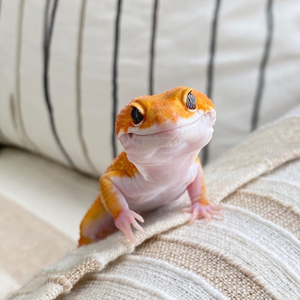 ดูแลวามสะอาดให้ตุ๊กแกหางอ้วน