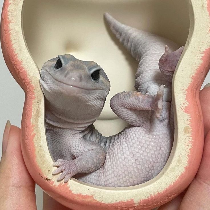 ตุ๊กแกหางอ้วน กินอะไร